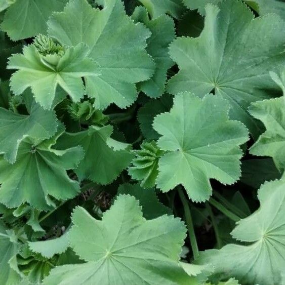 Alchemilla mollis Φύλλο