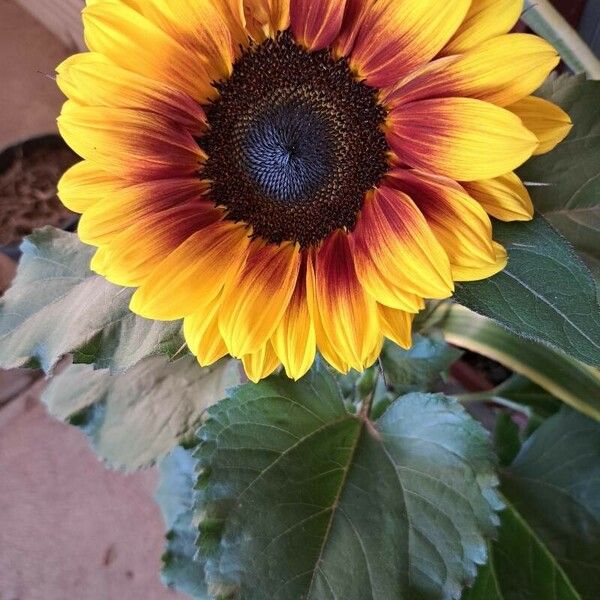 Helianthus giganteus Flor