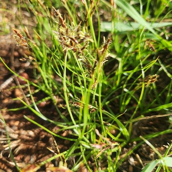 Cyperus blysmoides Flower