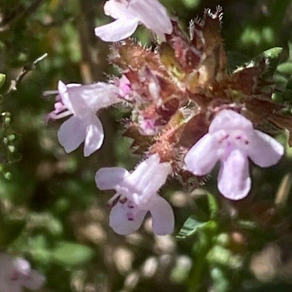 Thymus vulgaris ফুল