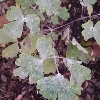 Thalictrum dioicum পাতা