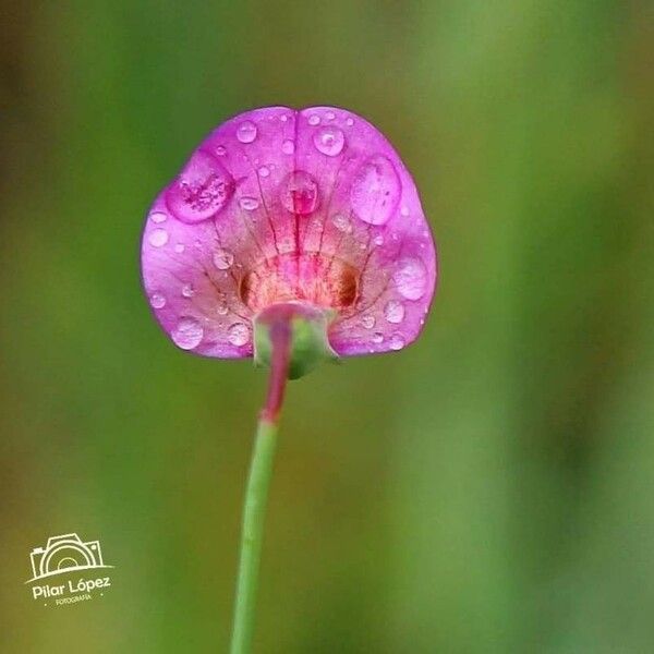 Lathyrus nissolia Květ