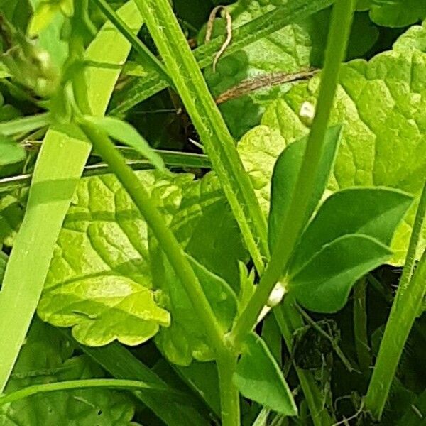 Lotus pedunculatus Frunză