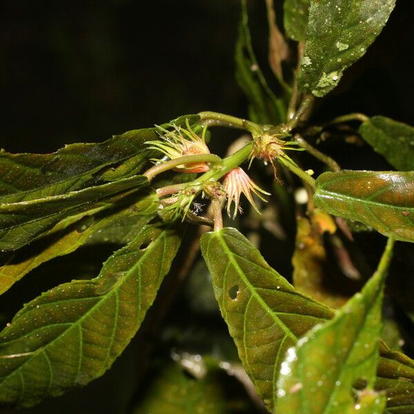 Acalypha apodanthes Yaprak