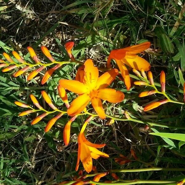 Crocosmia aurea Máis