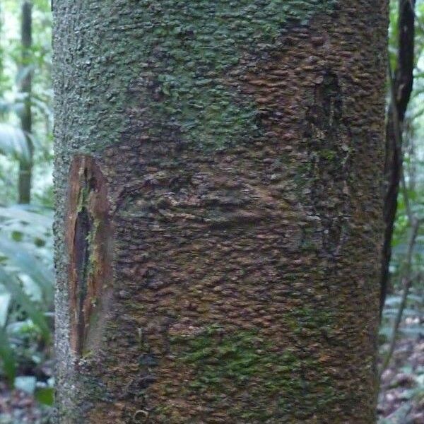 Licania hypoleuca Bark