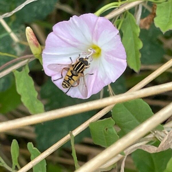 Convolvulus arvensis Žiedas