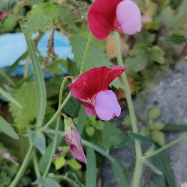 Lathyrus clymenum Floro