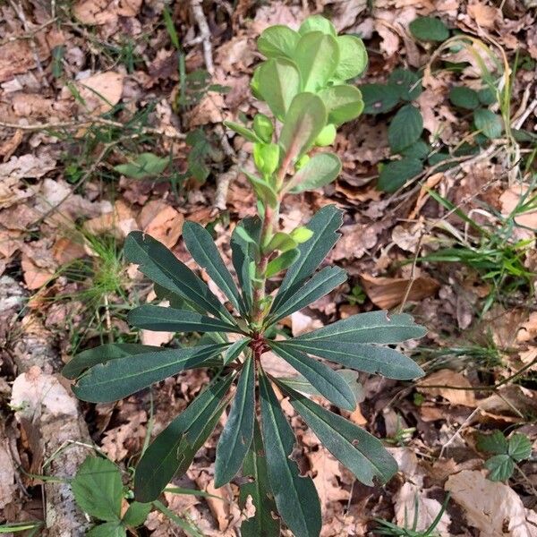 Euphorbia amygdaloides Blatt