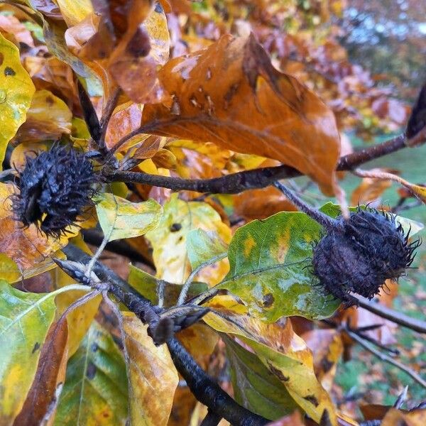 Fagus sylvatica Fruit