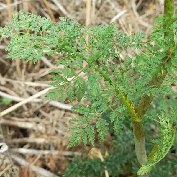 Conium maculatum Blad