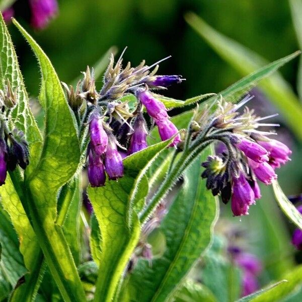 Symphytum officinale Flor