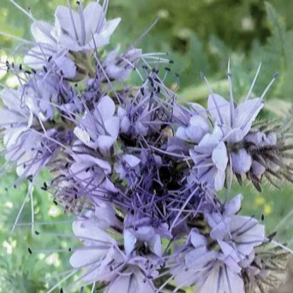 Phacelia tanacetifolia Kukka