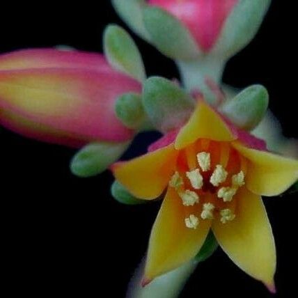 Echeveria macdougallii 花