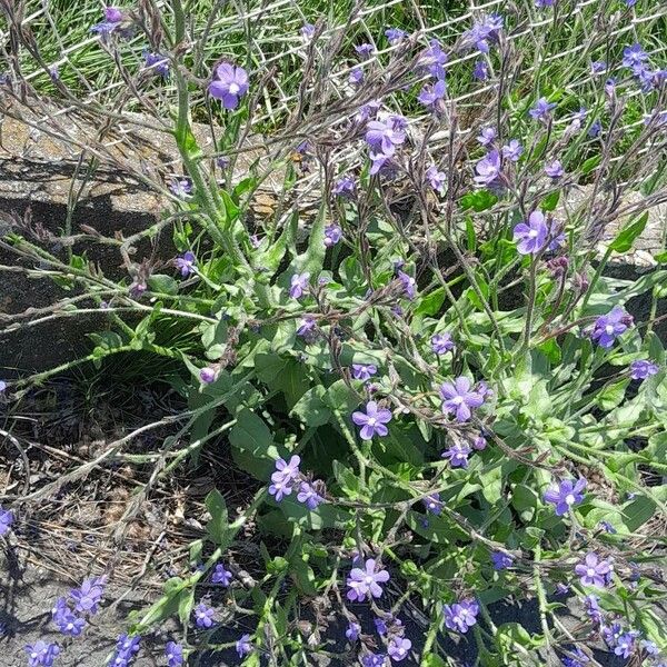 Anchusa azurea Hábito