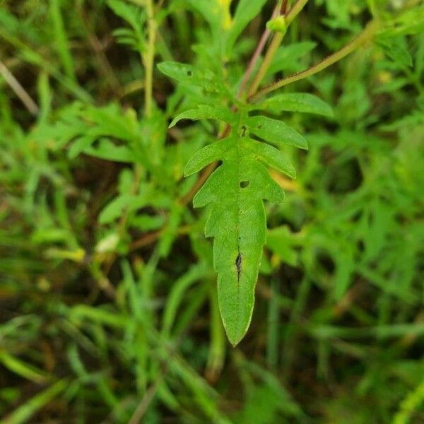 Ambrosia artemisiifolia Лист