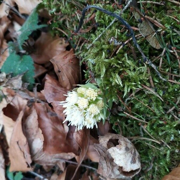 Petasites albus Õis