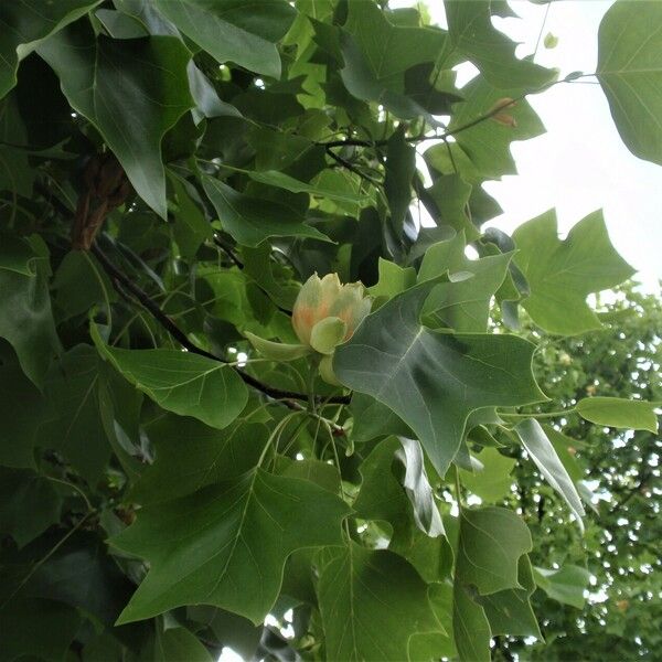 Liriodendron tulipifera Φύλλο