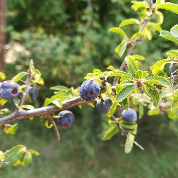 Prunus spinosa फल