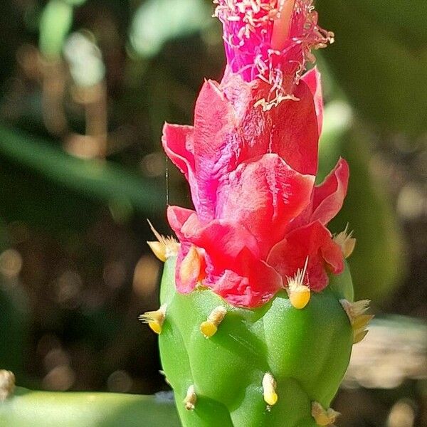 Opuntia cochenillifera Blomma