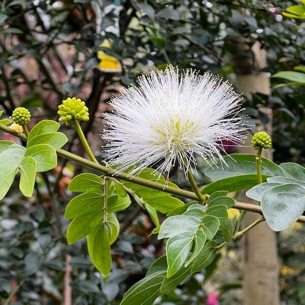 Calliandra haematocephala Blomst