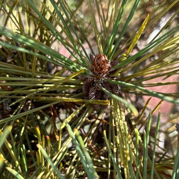 Pinus thunbergii Květ