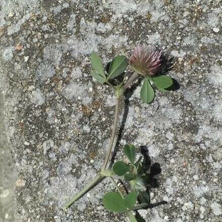 Trifolium hirtum Kvet