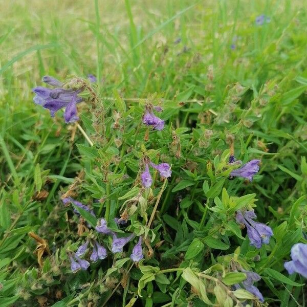 Scutellaria hastifolia Blodyn