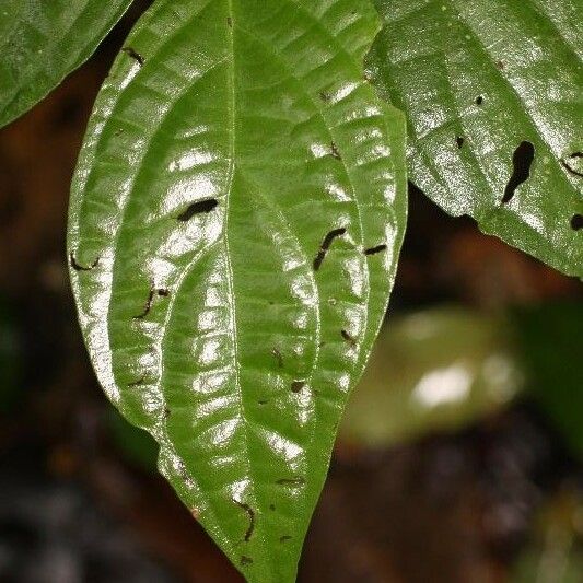 Piper hispidum Leaf