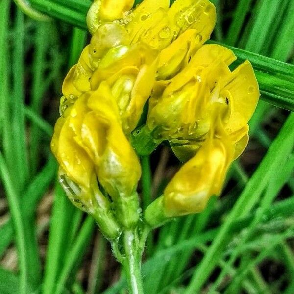 Lathyrus pratensis Flor