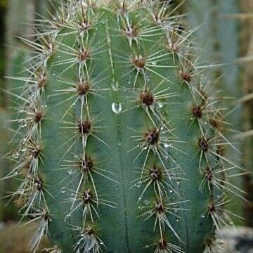 Pilosocereus pachycladus ഇല