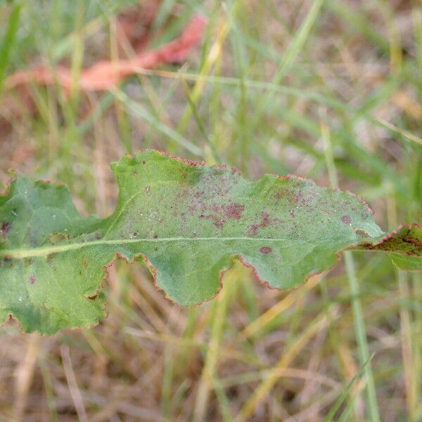 Rumex crispus Blad