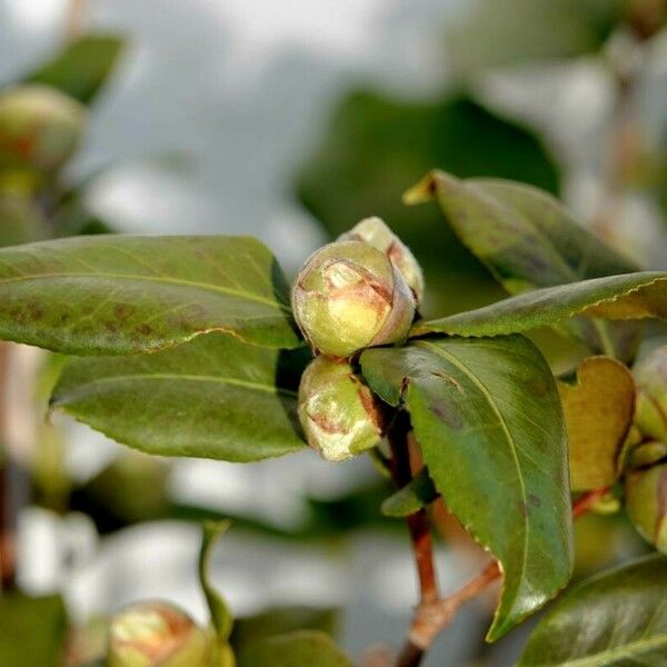 Camellia sasanqua Лист