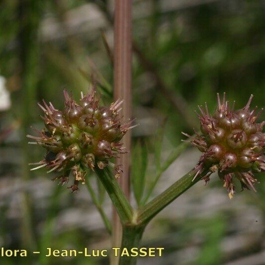 Oenanthe globulosa Fruit