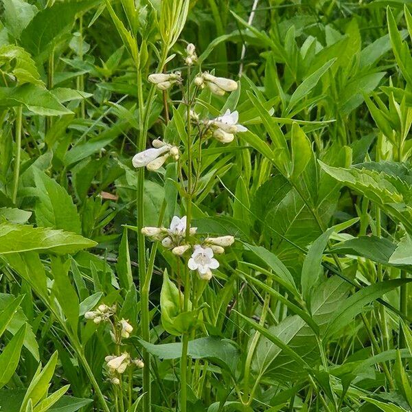 Penstemon digitalis Žiedas