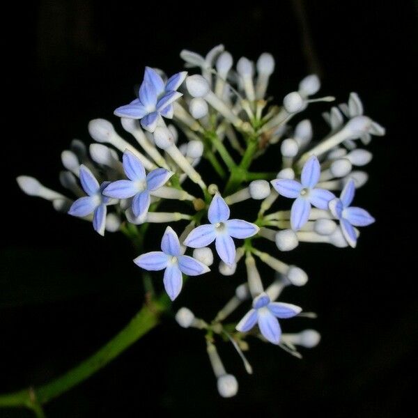 Faramea glandulosa Flower