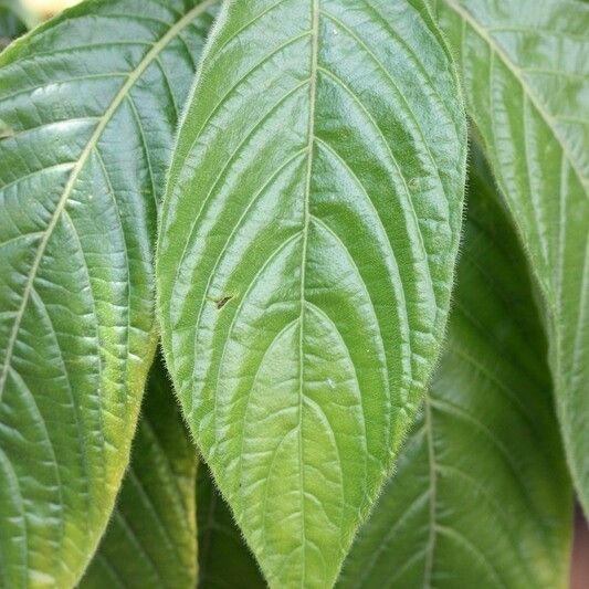 Aphelandra sinclairiana Lehti