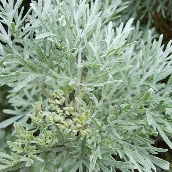 Artemisia absinthium Leaf