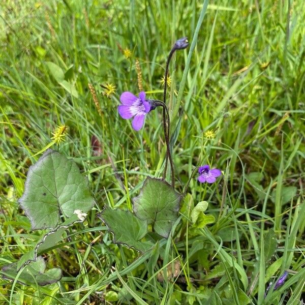 Pinguicula vulgaris Kvet