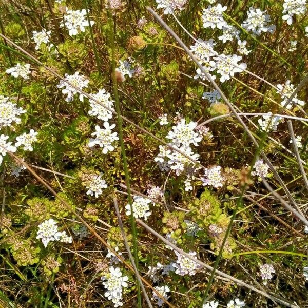 Iberis pinnata Blüte