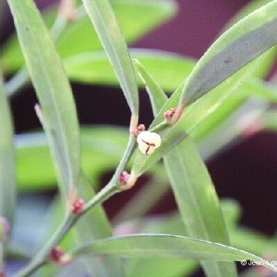 Phyllanthus francii Blüte