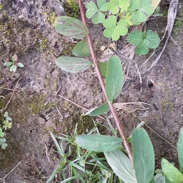 Hypericum punctatum Hoja