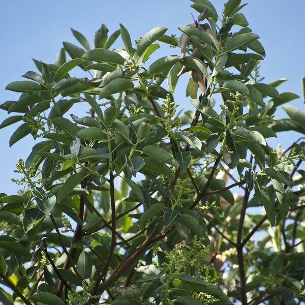 Arbutus menziesii Hábito