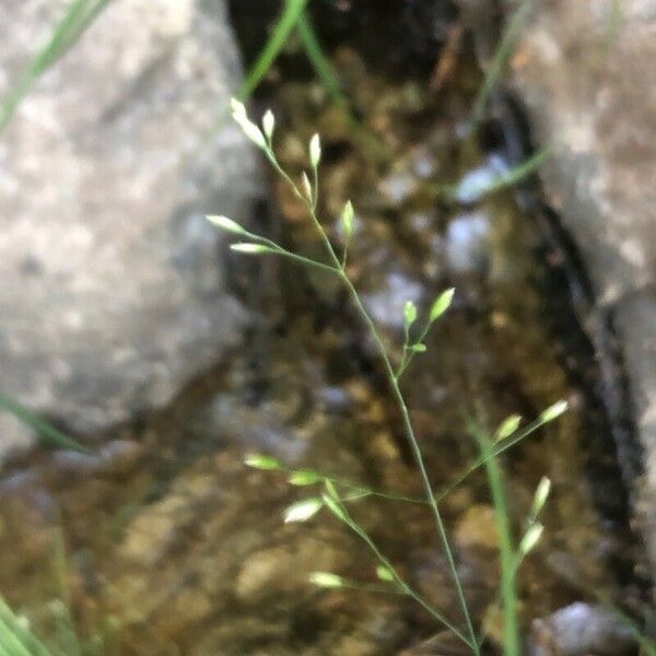 Poa trivialis Цвят