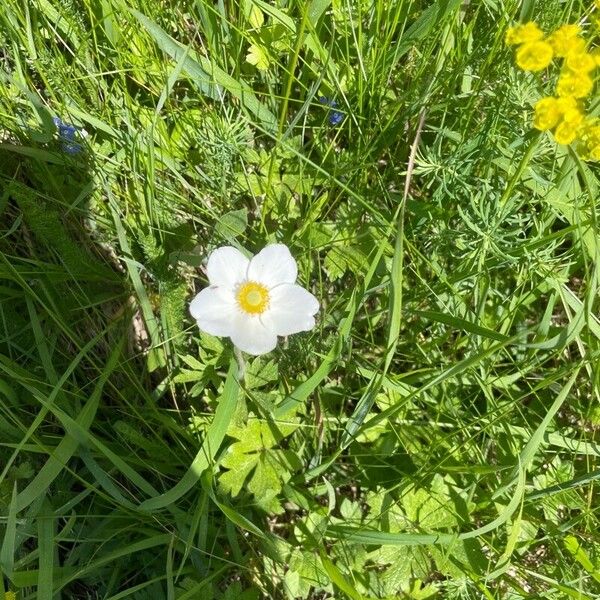 Anemone sylvestris Blomst