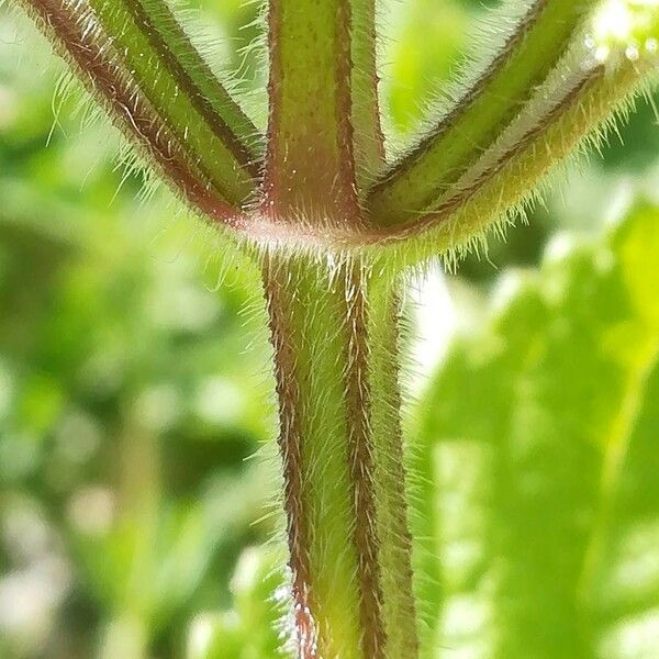 Stachys sylvatica خشب