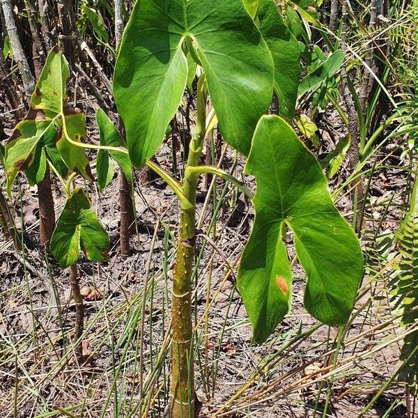 Montrichardia arborescens Blad