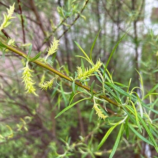 Salix eleagnos Blatt