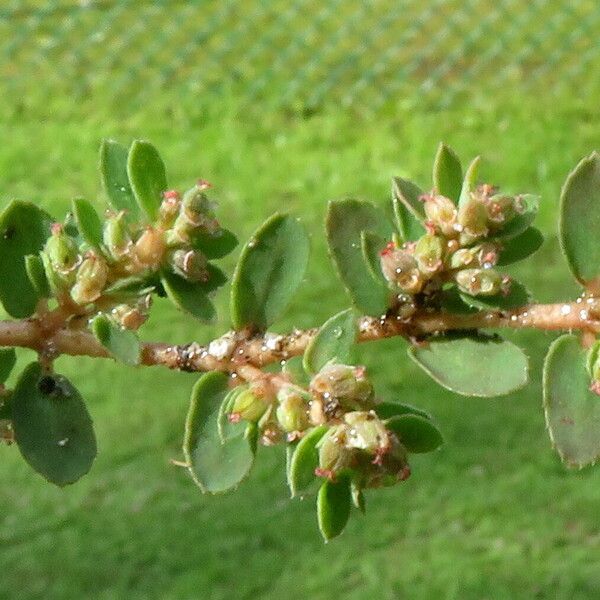 Euphorbia prostrata Leht