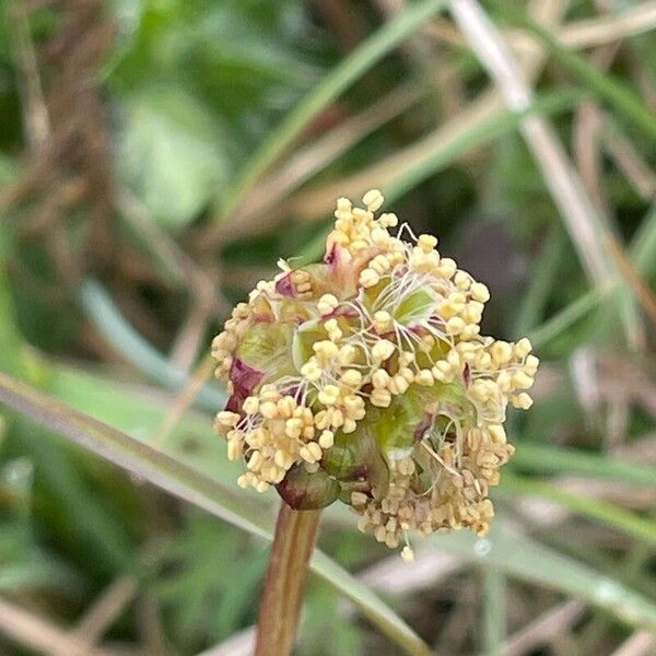 Sanguisorba minor Цвят